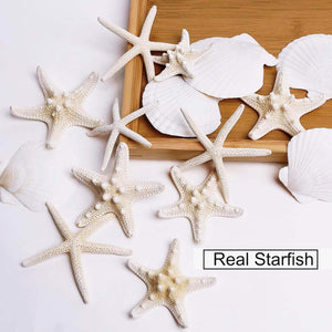Unleash Your Creativity with Our Large Starfish and Scallop Shells