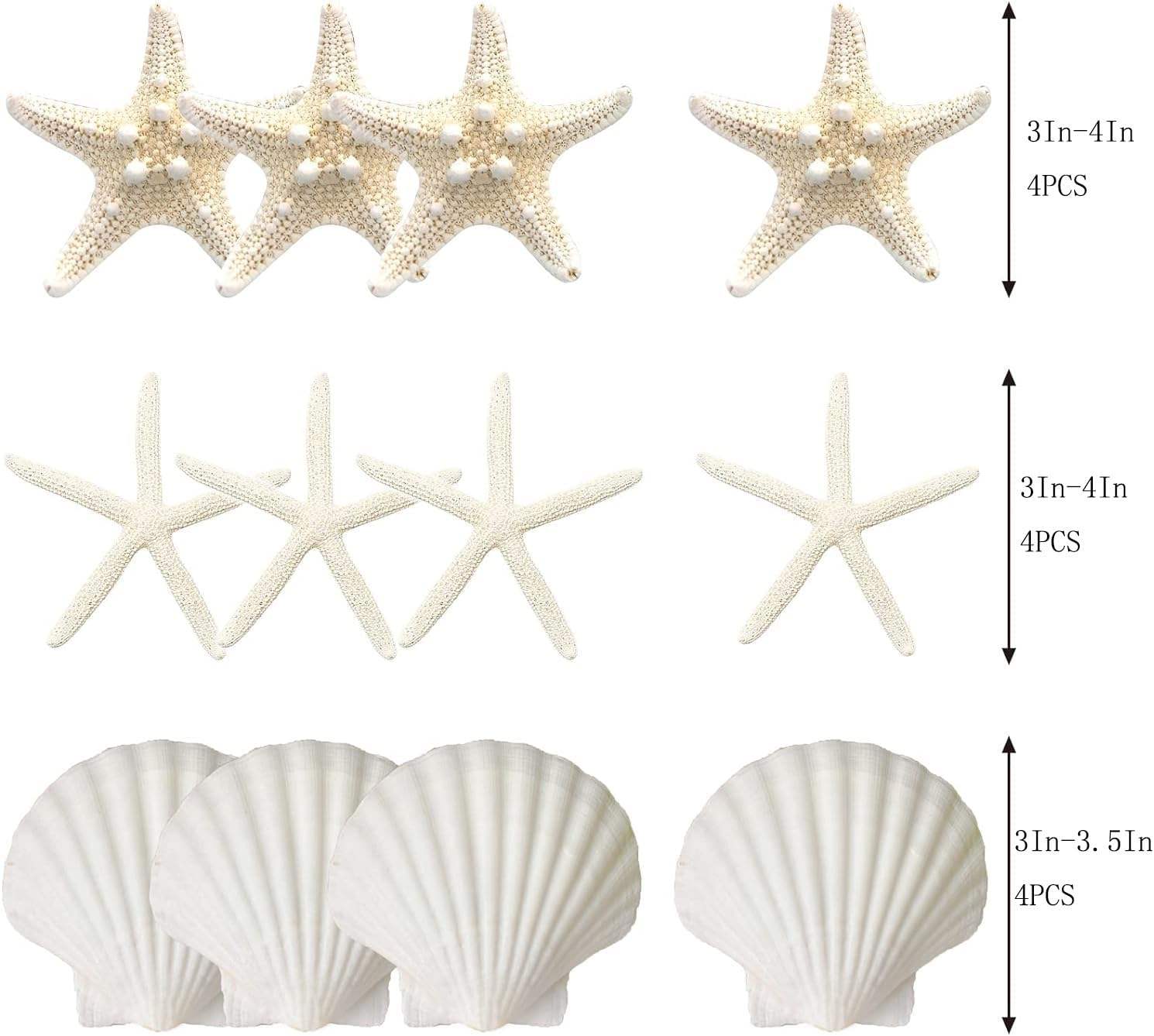 3-4 Inches Large Starfish And Scallop Shells For Crafts 12PCS Natural Beach Sea Shells For Crafting