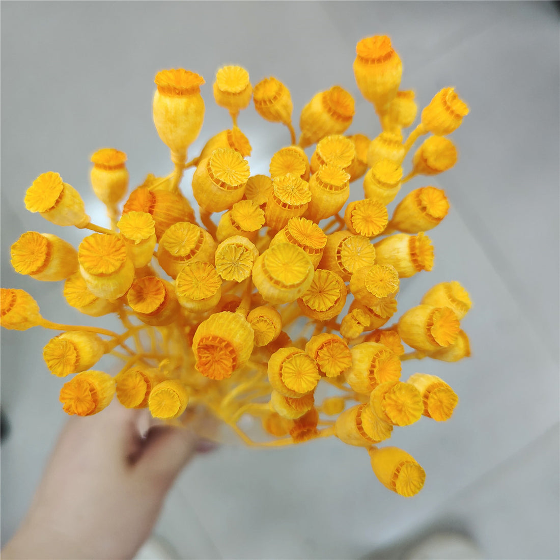 Dried Flower, Yu Meiren Fruit Diy Material Handmade Corsage Headdress Material