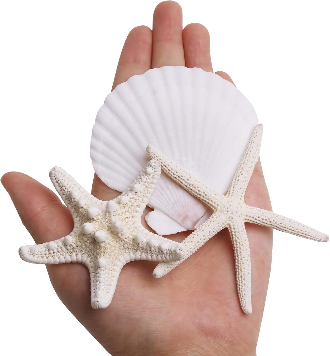 3-4 Inches Large Starfish And Scallop Shells For Crafts 12PCS Natural Beach Sea Shells For Crafting