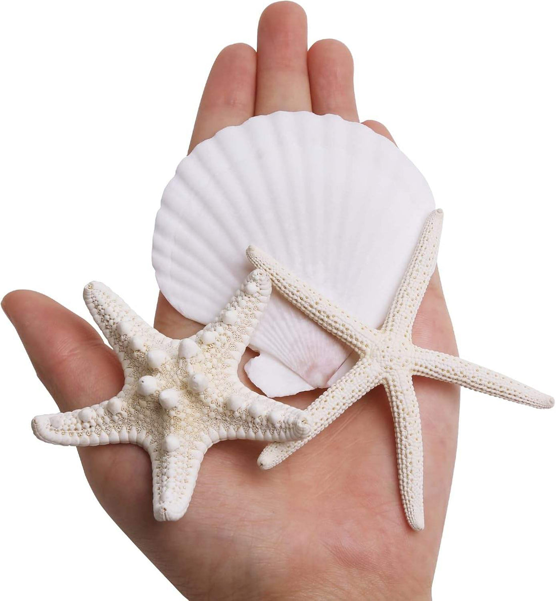 3-4 Inches Large Starfish And Scallop Shells For Crafts 12PCS Natural Beach Sea Shells For Crafting