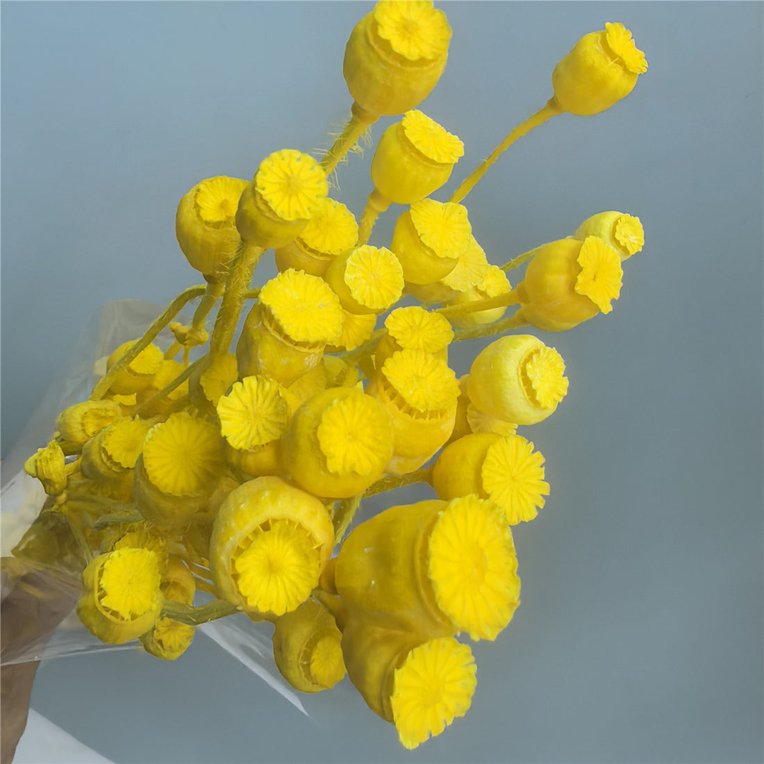Dried Flower, Yu Meiren Fruit Diy Material Handmade Corsage Headdress Material